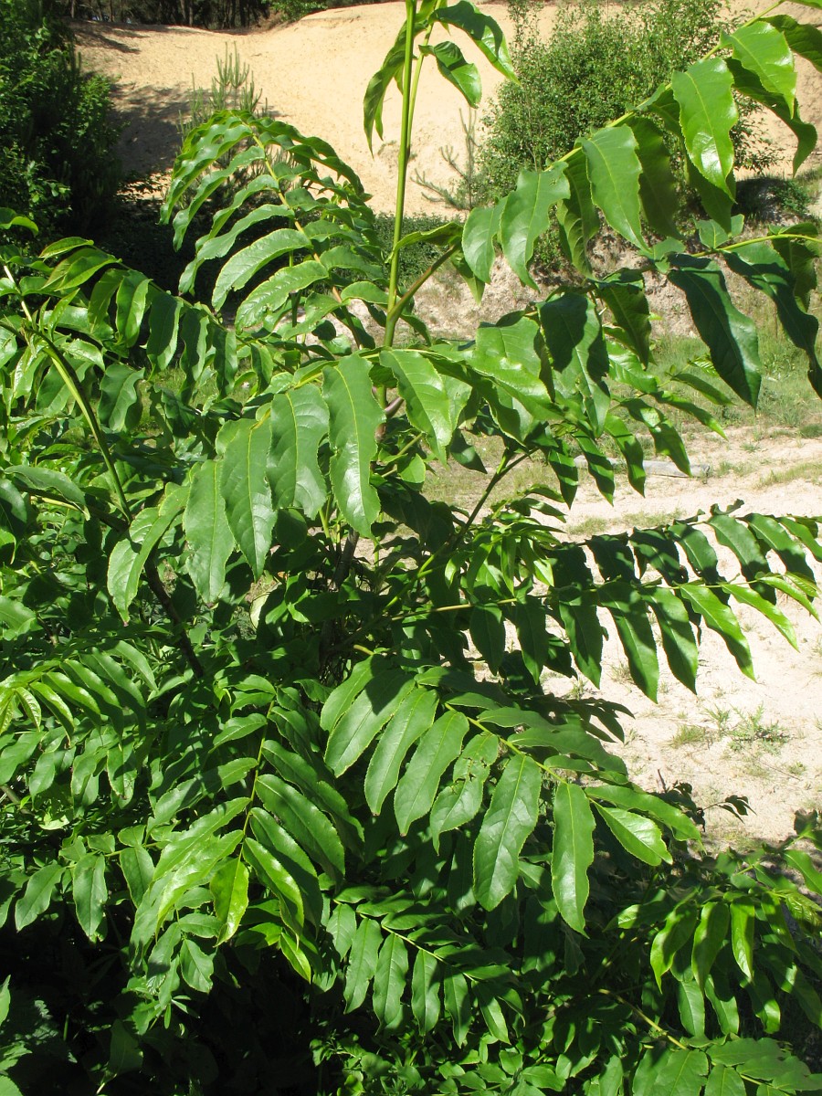 Pterocarya fraxinifolia